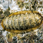 Chiton sp. 29